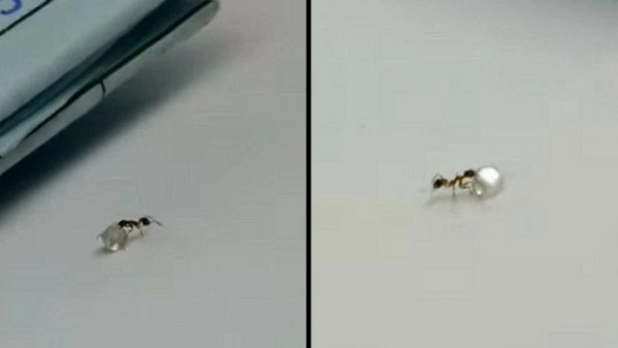 Απίστευτο βίντεο: Μυρμήγκι κλέβει διαμάντι από κοσμηματοπωλείο!